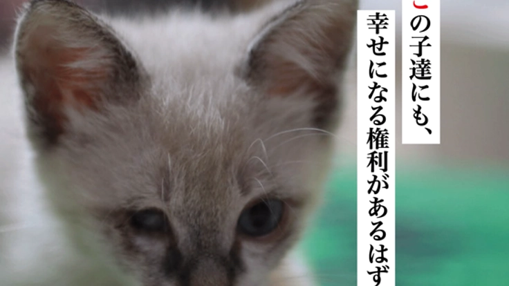 命に重さはない。2000の命を保護してきた「くすのき」からのSOS