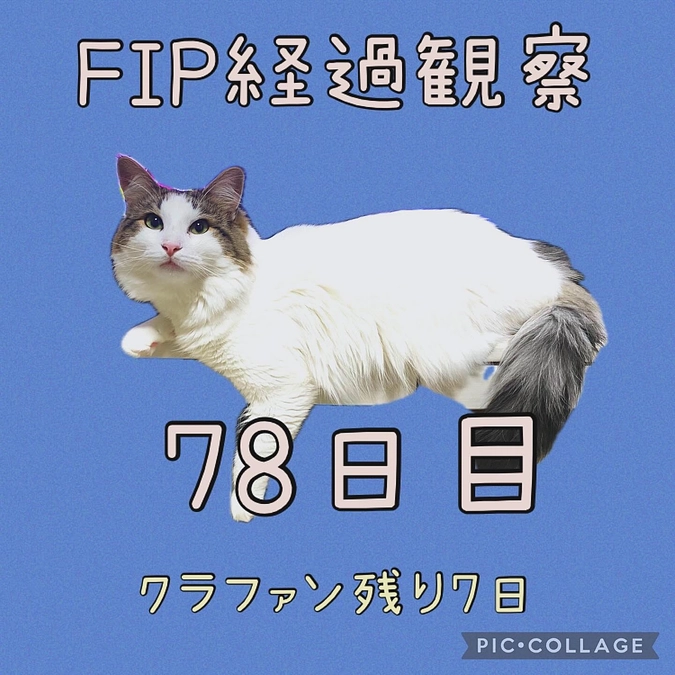 パパ大好きメロディ🐱