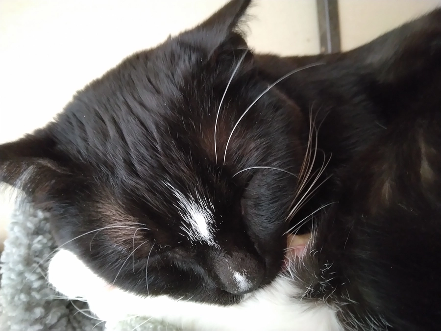 1/29はなちゃんの様子