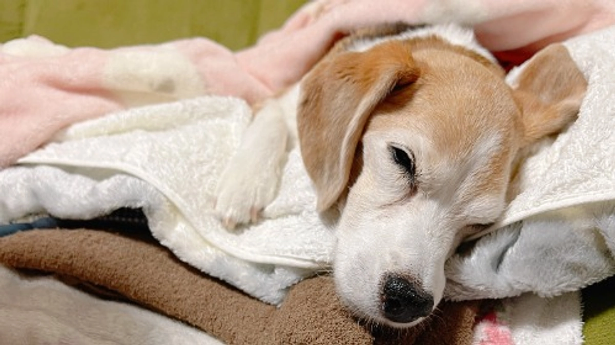 10/27 ちびっこは診察中に体調を崩し、緊急処置をしてもらいました。