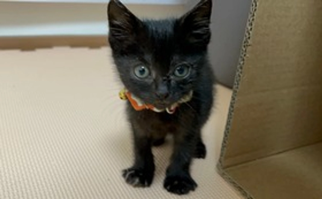 保護猫ちゃん全力応援 3,000円