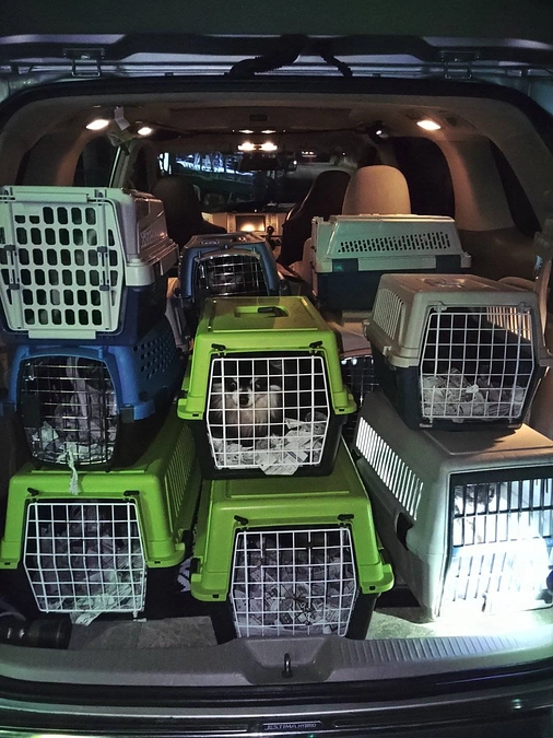 昨日のレスキューで想うこと