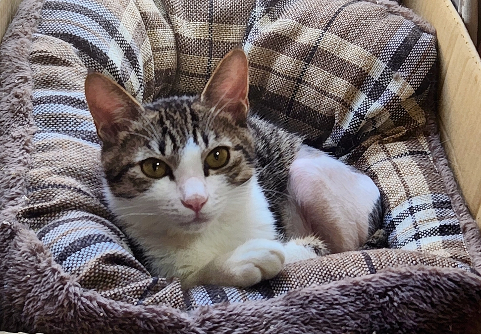 幸せ報告(^-^)交通事故で大ケガをしたチャッピーに家族が出来ました！