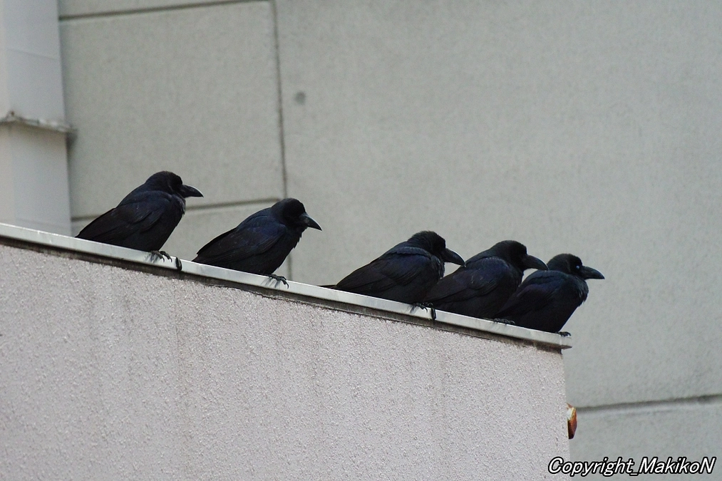 塒調査が終わりました