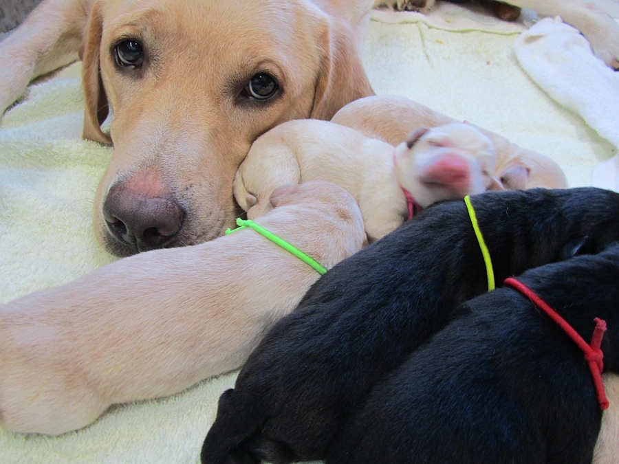 協会にいる犬たち～仔犬～