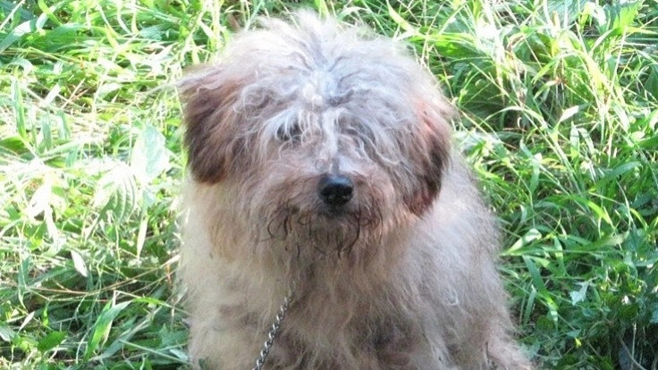 保護犬　もっぷちゃんがおいしくご飯を食べられる治療をしたい