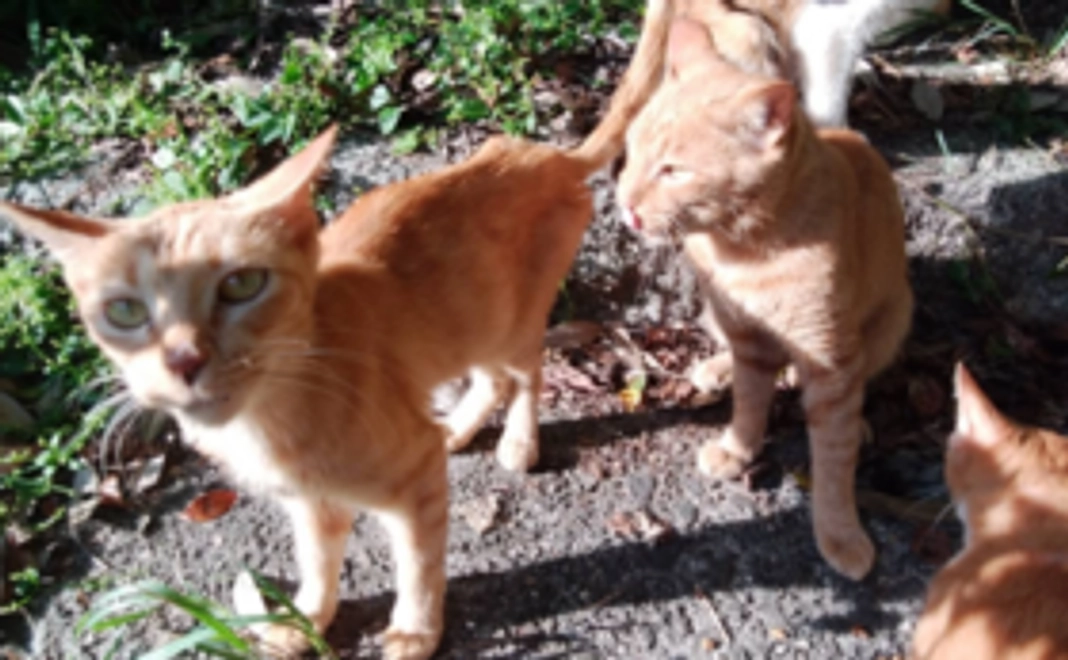 応援コース 3,000