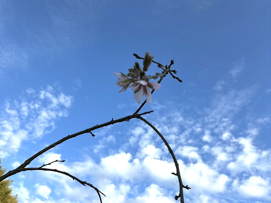 10月なのに桜が！？