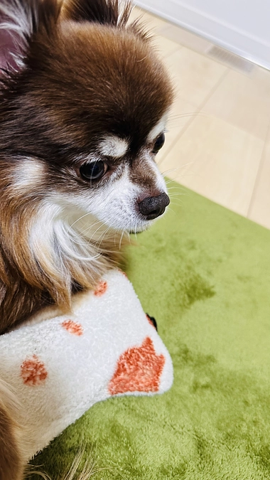 今日も食欲不振。。。