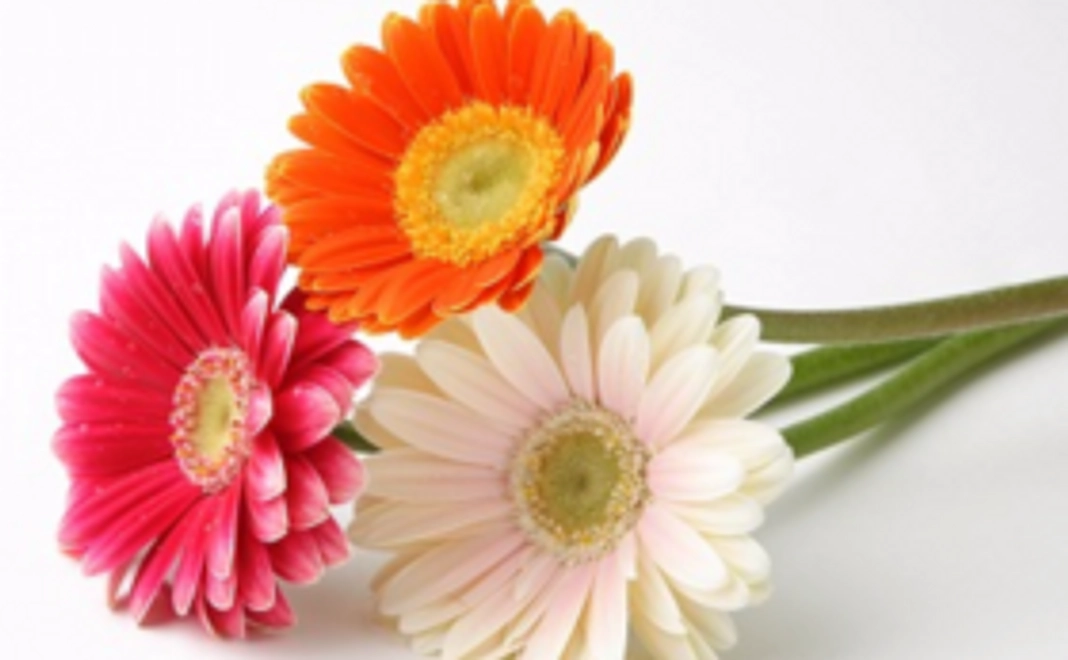 プロジェクト応援コース