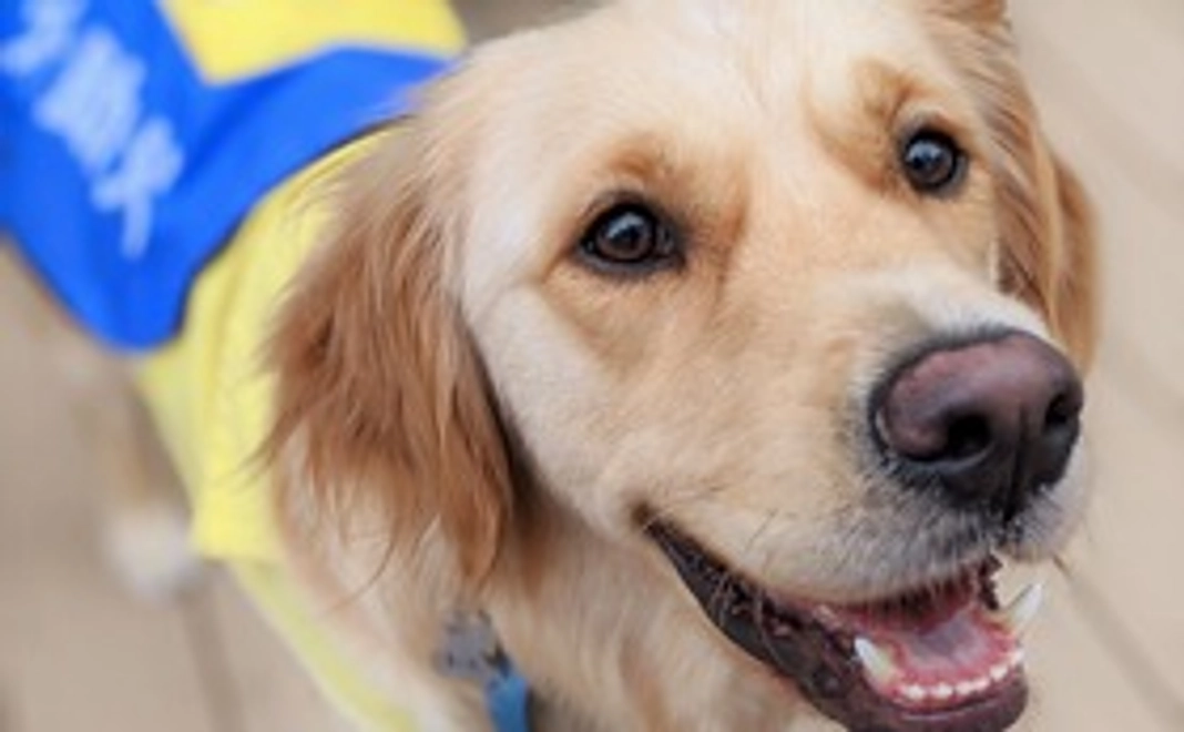 訓練犬へおやつの寄贈【1個】