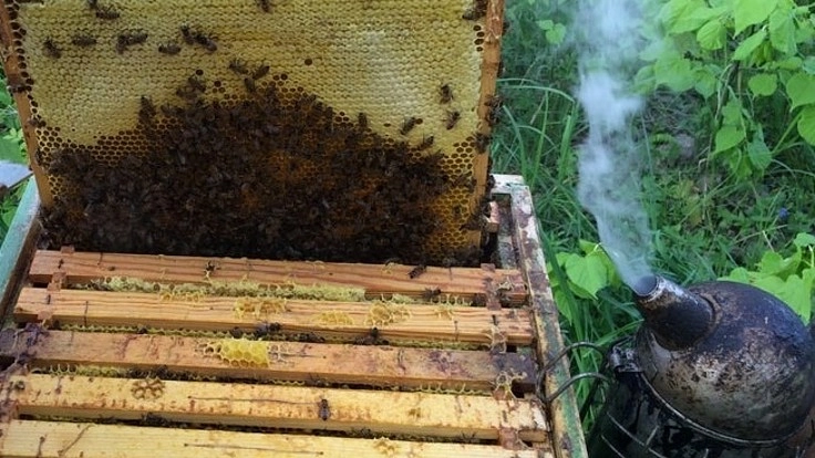 西洋みつばちを飼育して社会貢献したい