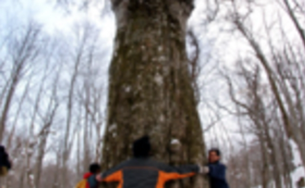 原生の森のブナの種子3～5個＆ステッカー