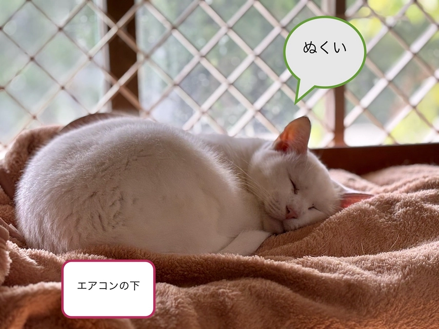 お礼と報告/2025年10月分収支報告