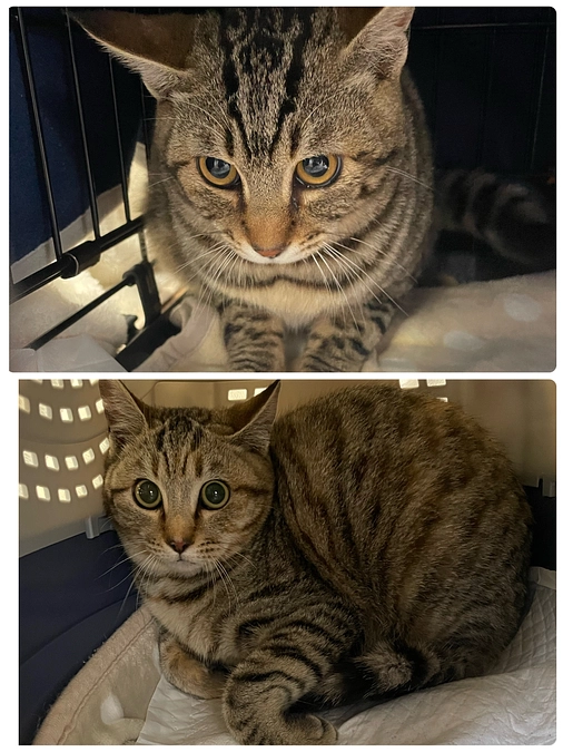 近所に居付いている3兄妹