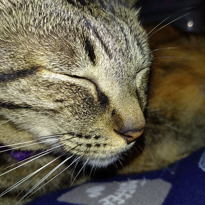 ネムネム💤　こいとら君💕