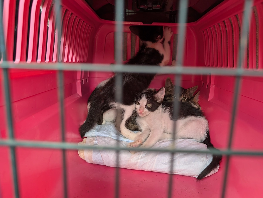 草津市平井町から保護した子猫たち