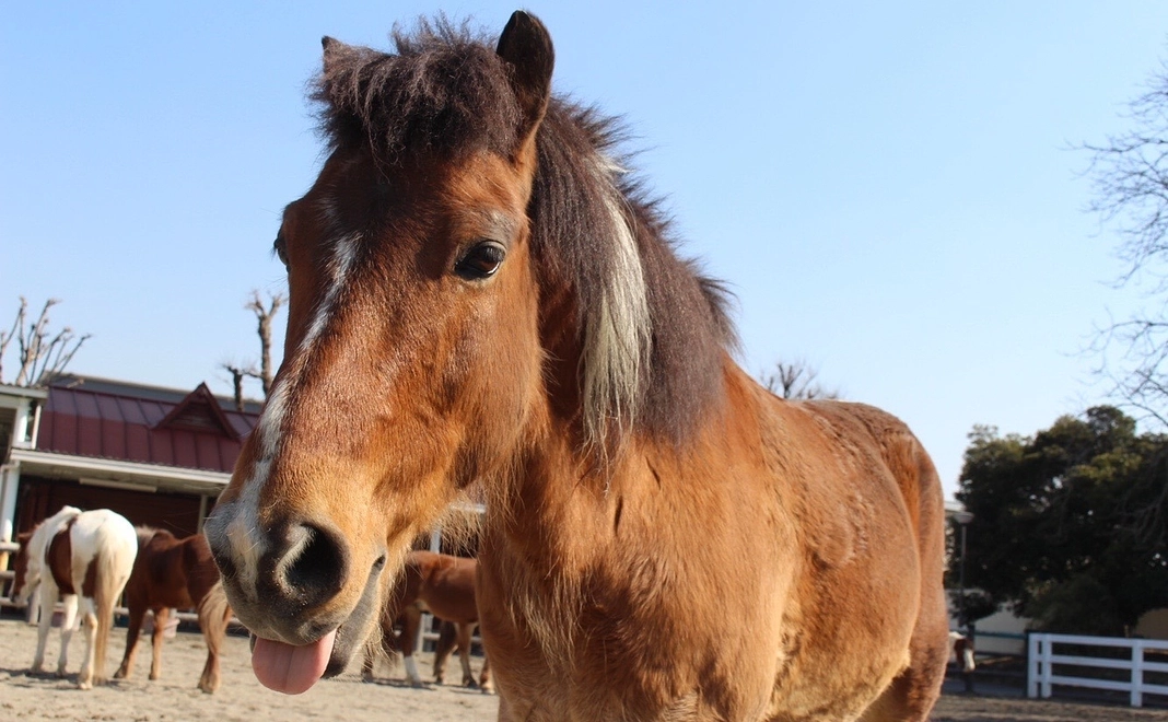 毎月1000円コース