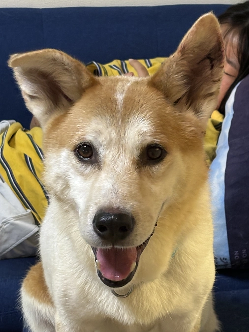 大っきいから？