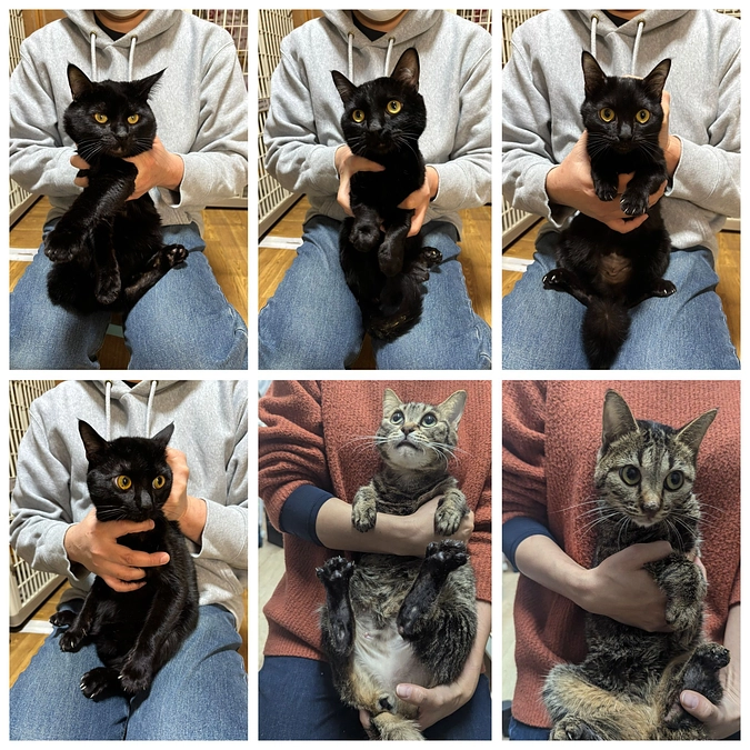 １月２７日の多頭飼育崩壊現場で保護した１１頭の猫たちです。