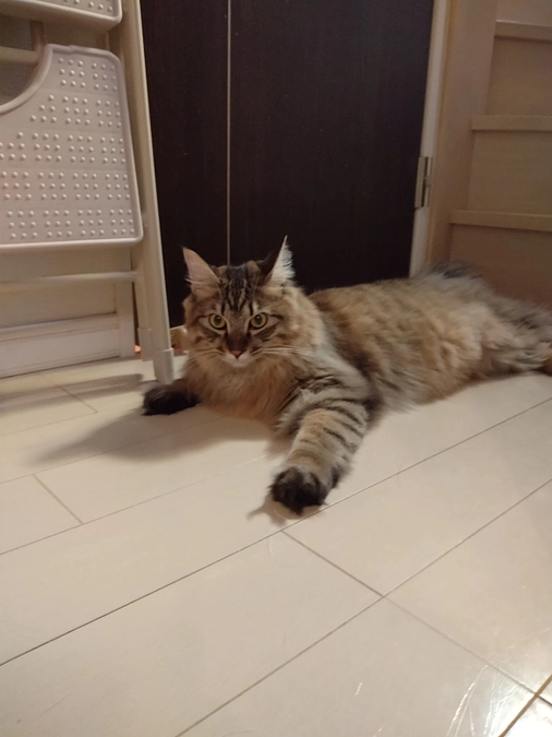 今朝のらいくん