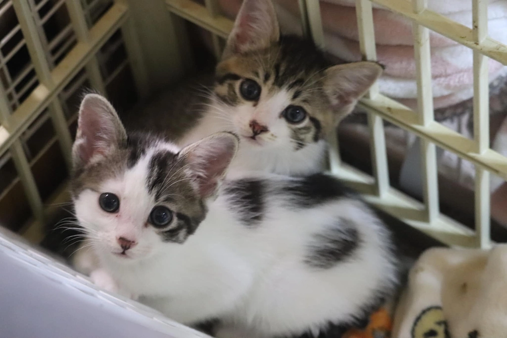 ご意見をお聞かせ下さい