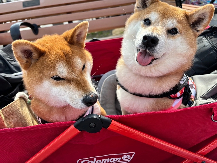 【応援メッセージ】部長、ちりめんご家族様より