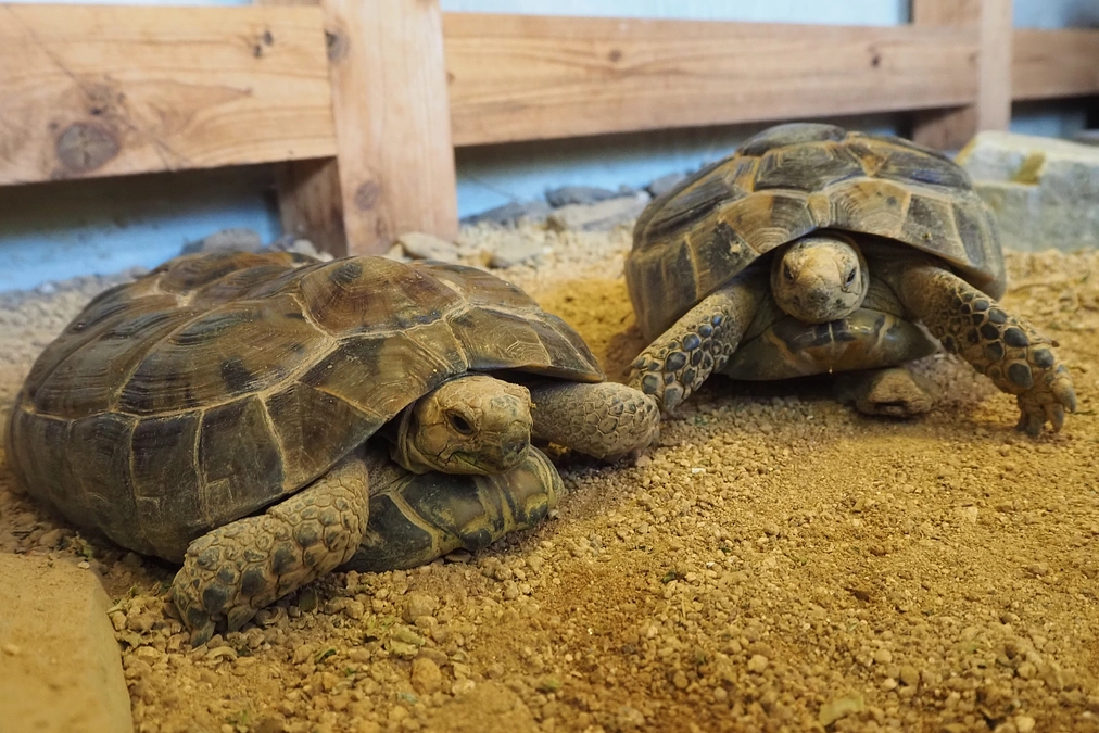 ギリシャリクガメの命名権コースのご紹介