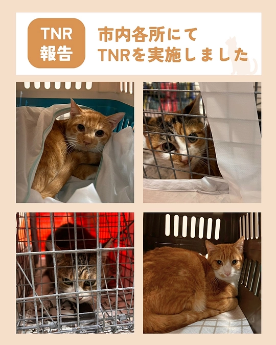 猫に振り回される一日…😵‍💫