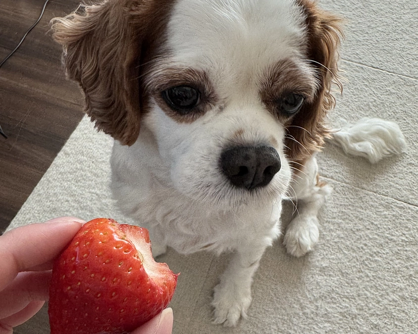 咳で眠れない様子のらぶ【13日目】