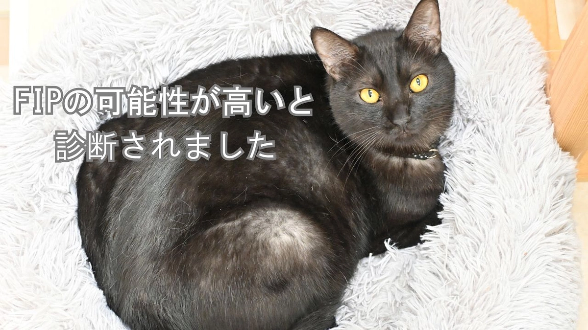 FIPの可能性が高いと診断されたホーリー