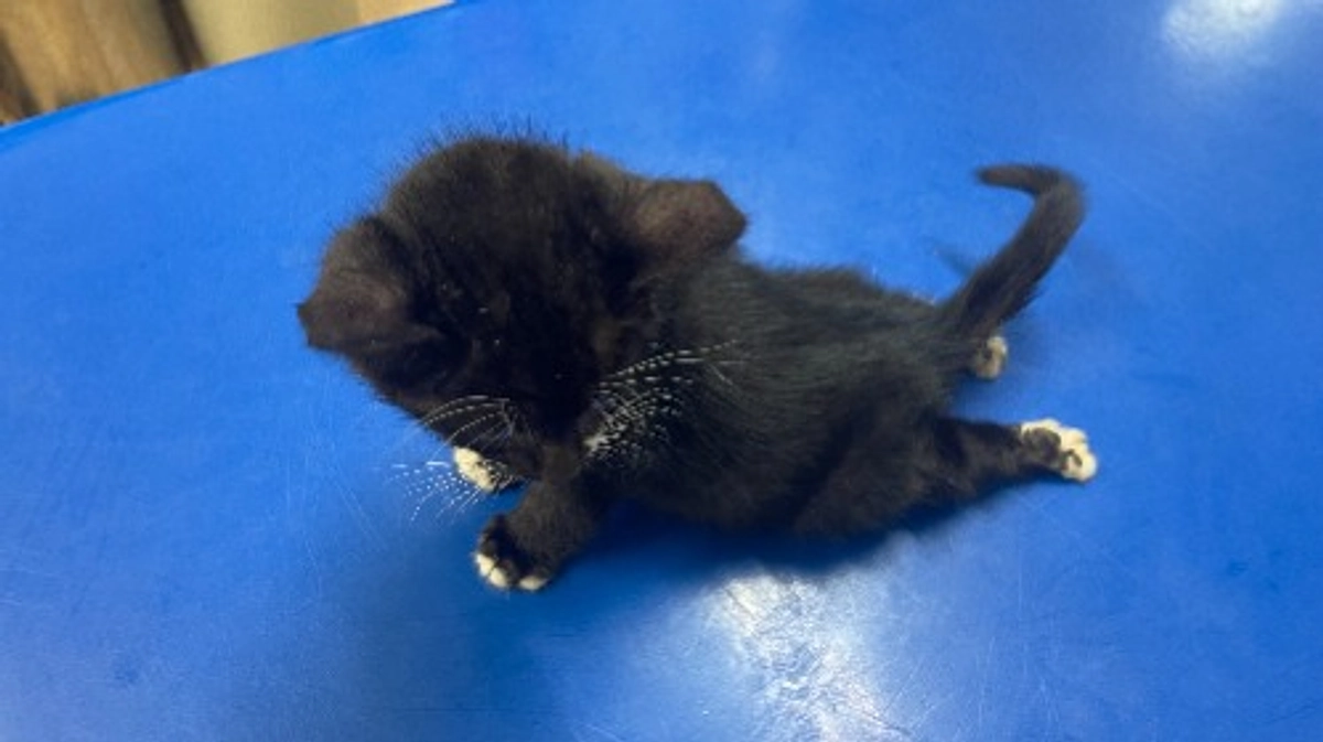 ＬＹＳＴＡ通信　Ｒ７年１０月