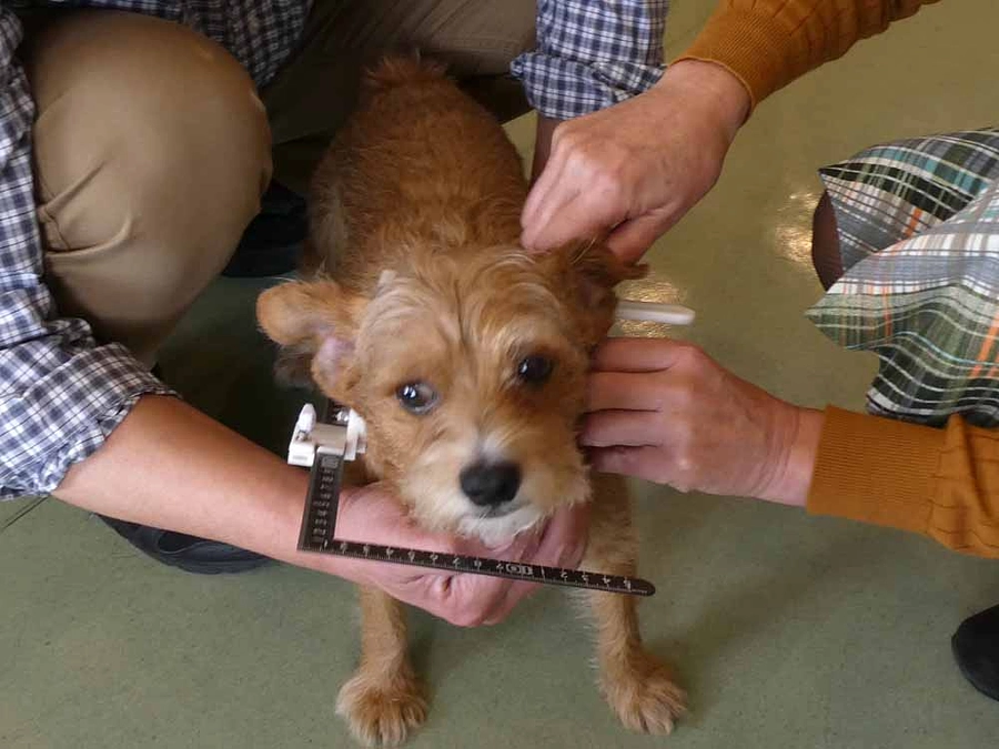 ３月５日は2年前お空に旅立ったモデル犬「へそ」の命日