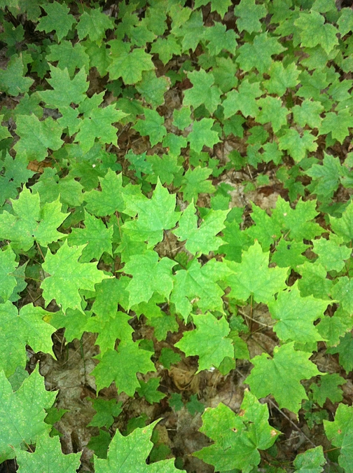 Thank you very much. Next Goal !!