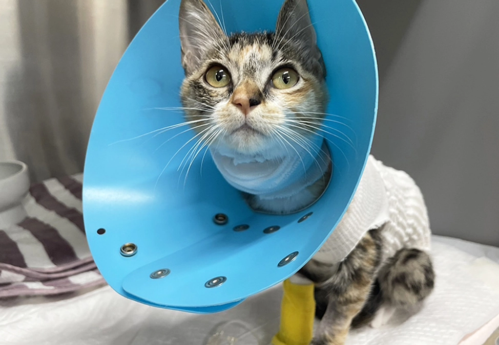 難病と闘う　健気なリッコとダン兄妹