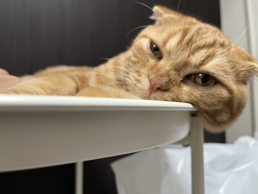 挑戦期間　残り数時間【26日(土)23時迄】