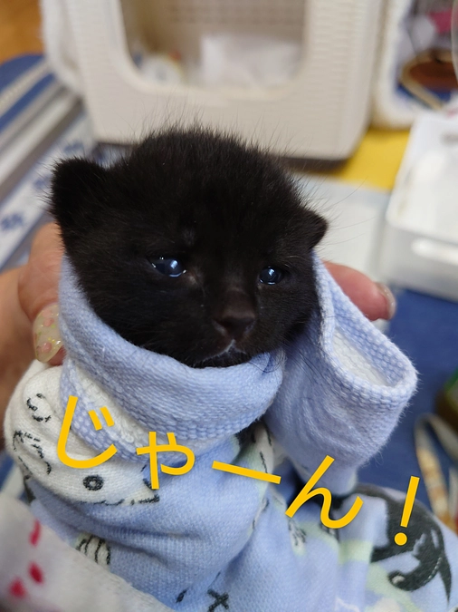 誤飲防止のす巻き💦