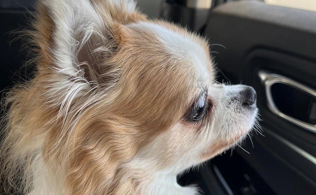 感謝のご連絡  500円