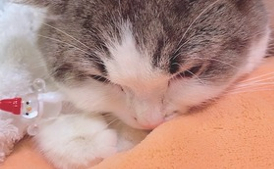 キイ全額応援500コース