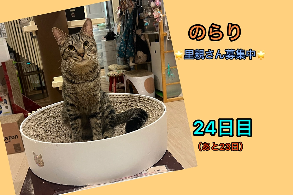 折り返しとなります＆少しハンデがある募集中の猫たち其の8（3/8  24日目）