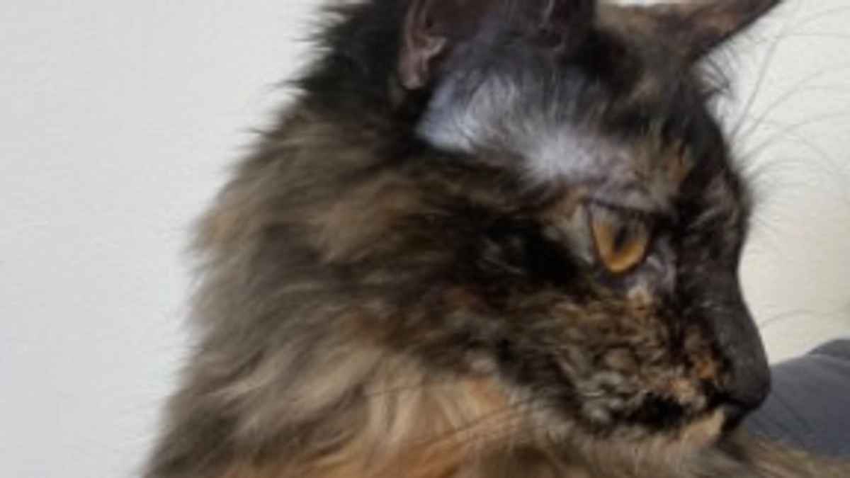 公開から1週間🐈‍⬛