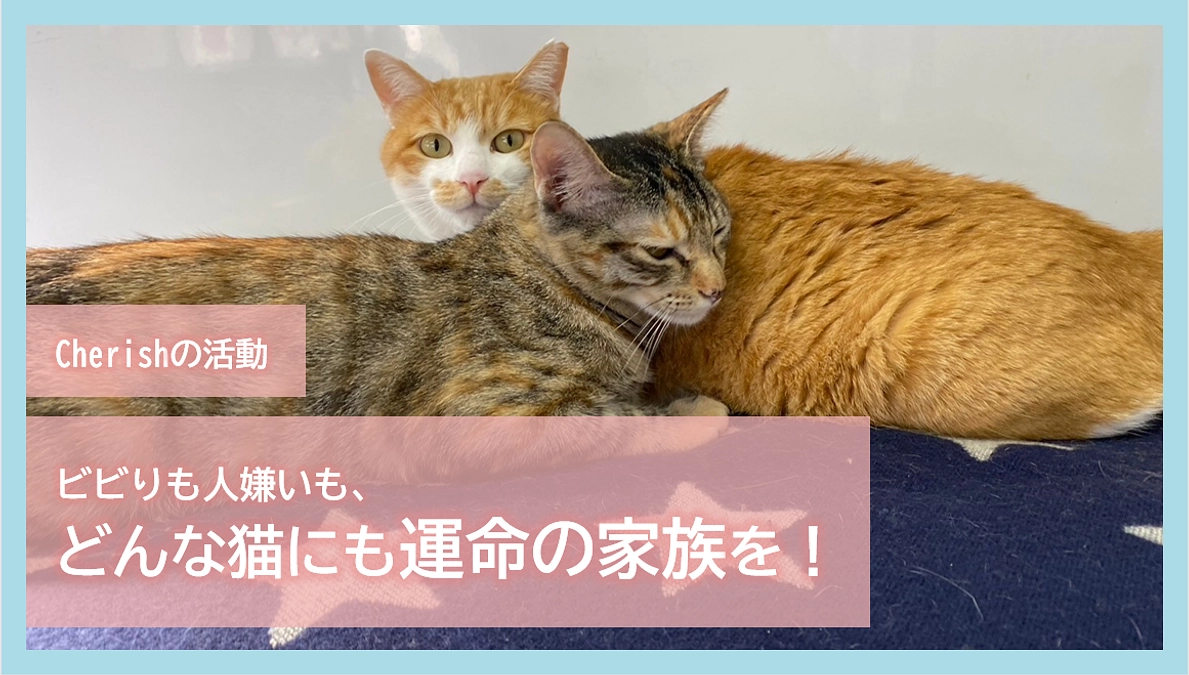 Cherishの活動｜ビビりも人嫌いも、どんな猫にも運命の家族を！