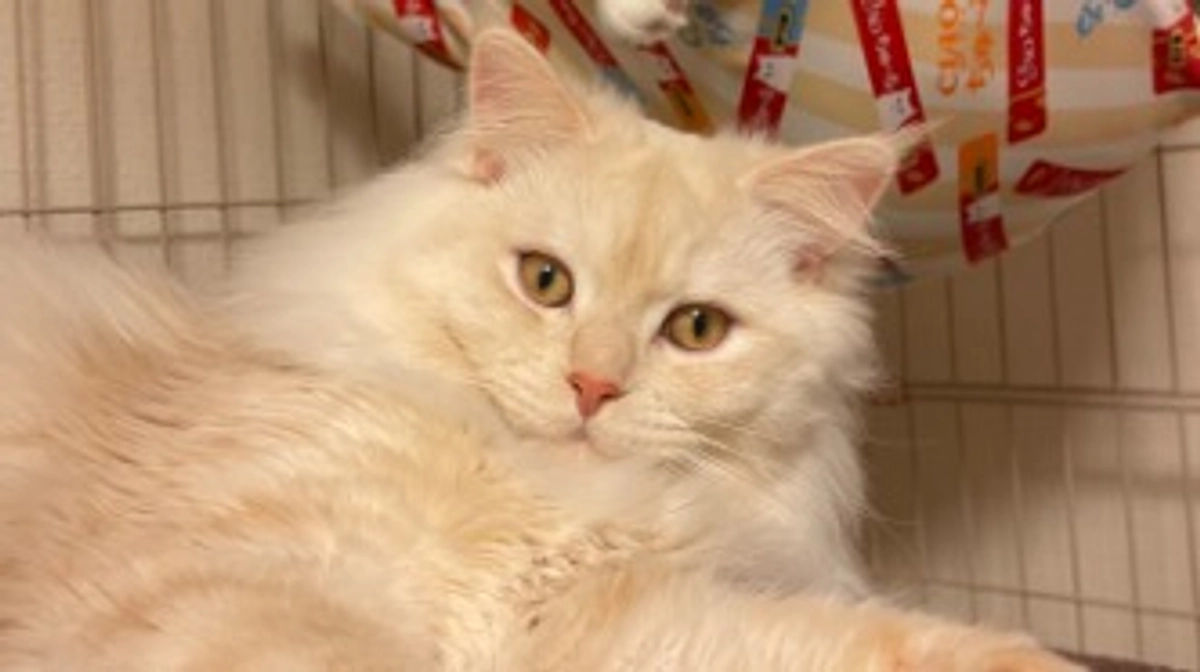 今日のトキ☁️