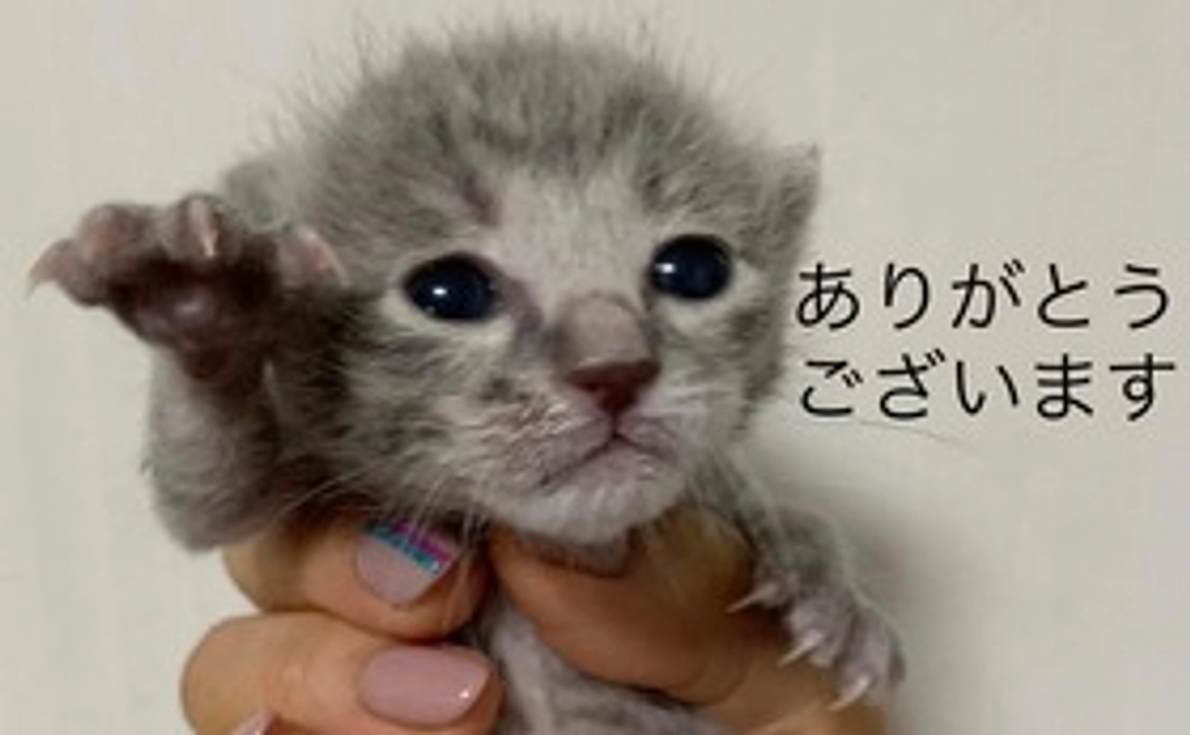 継続支援 毎月3000円寄付