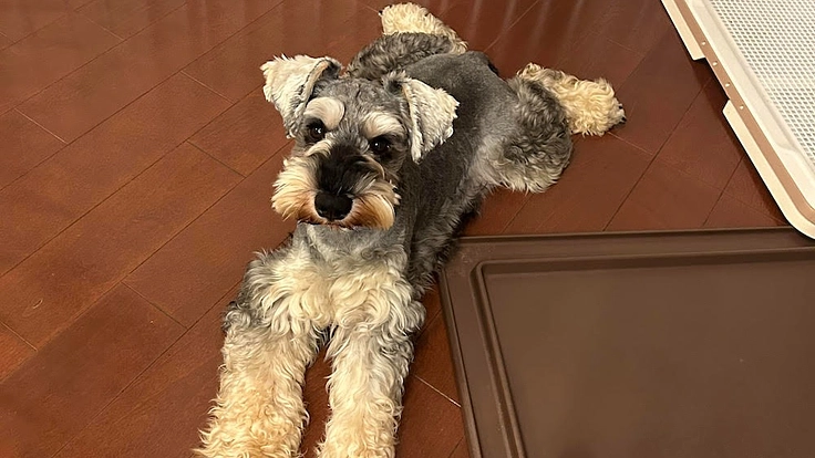 先天性門脈シャントのミニチュアシュナウザー「ボク」を助けてくだい!