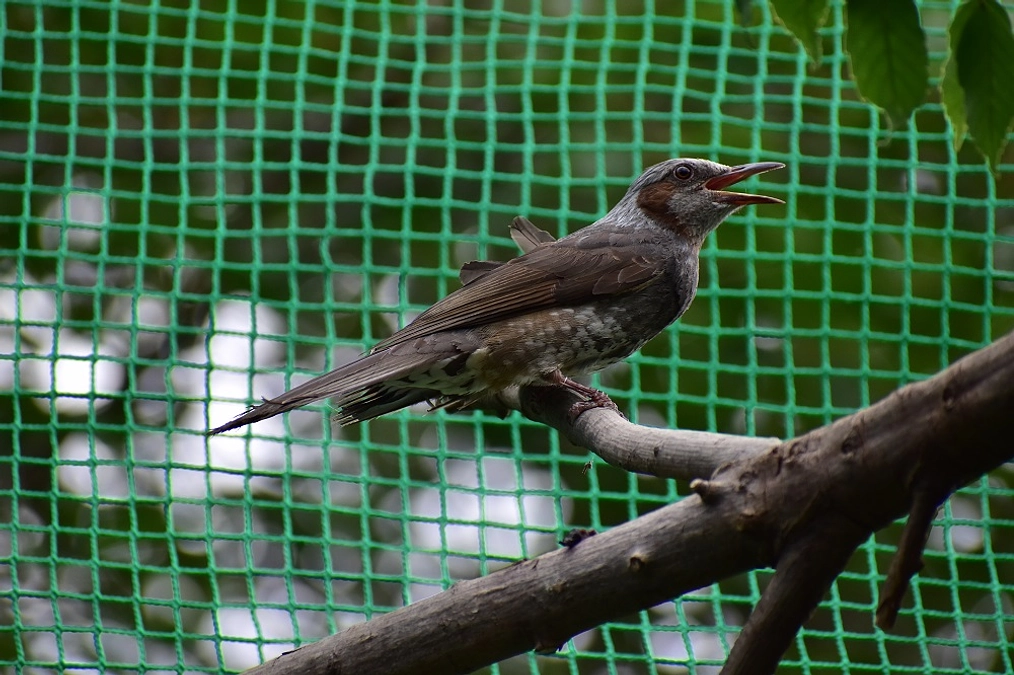 【リリース情報】左翼を骨折していたヒヨドリ、ついにリリース！ お祝いリターンも！
