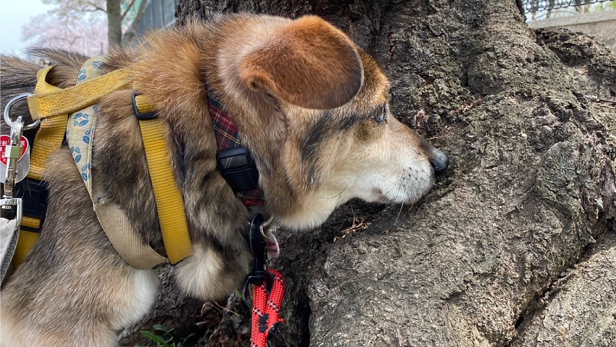 【セカンドゴール挑戦中】老犬でも、まだ諦めたくないこと