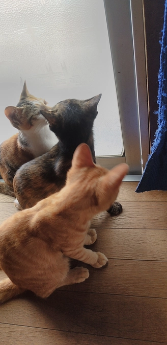 毎日猫ちゃんは元気に育ってます😌