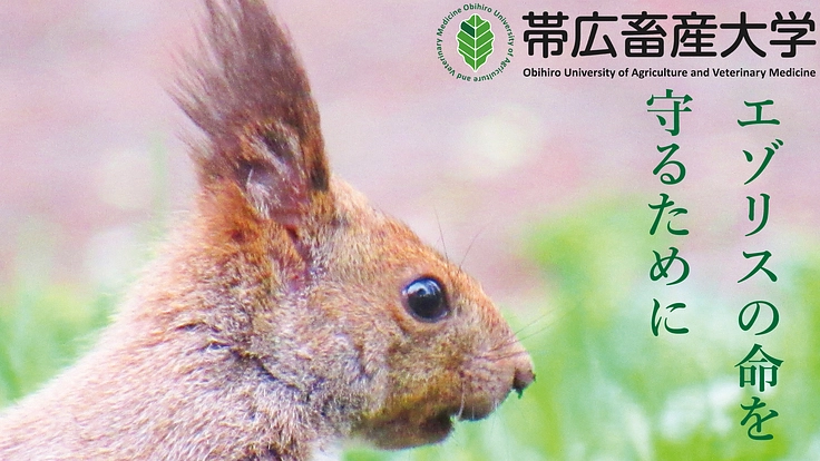 林と林をつなぐ歩道橋でエゾリスの交通事故を減らしたい