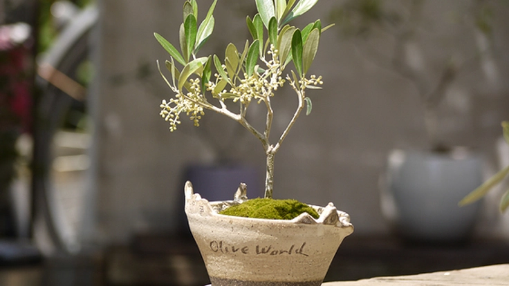 日本文化・盆栽をもっと身近に！オリーブ盆栽の美術館を作りたい
